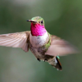 birdsong