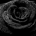 blackrose39560