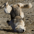 VoxelWolf