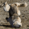 VoxelWolf