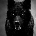 blackwolfz