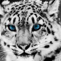 Blue Glare