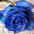 Bluepik