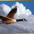 Bluesy_Birdman