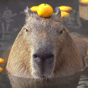 BoberreQ