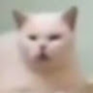 Borgle