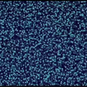 bpd1069
