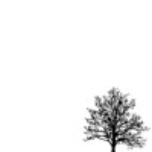 branches