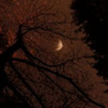 Branwen111
