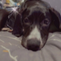 briannaschroeder42_gmail_com