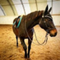 Brookie_c_Equestrian