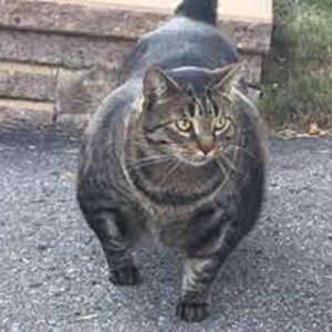 Brusiercat