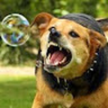 bubblefreak