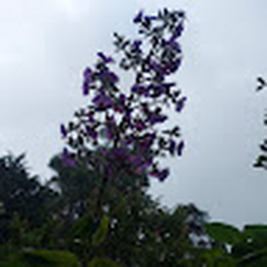 Bubocr