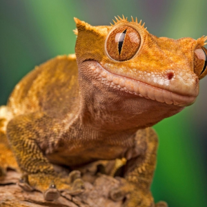 BuffGecko
