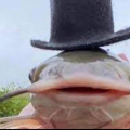 WillowTheFish