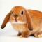 bunny hop
