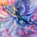 butterfly7