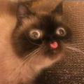 cabalo