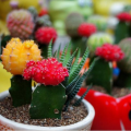 CactusQueen16