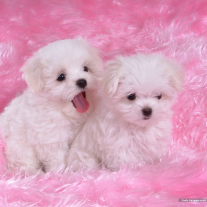 candybear