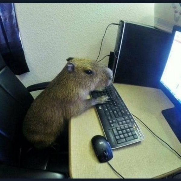 capybara rap