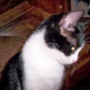 Cat slash