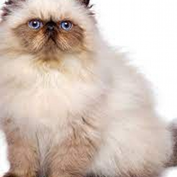 CatAnita