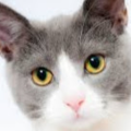 Catastic