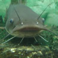 catfish76
