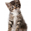 Catlover22