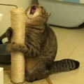 CatNet