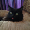 CatsRule3000