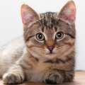 CATSCATS198