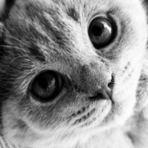 catson