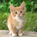 catsRULEdogsDROOL