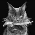 Catto752021