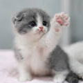 CatzCrackerz