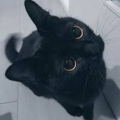 Ccat