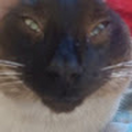 celismarvin16_gmail_com