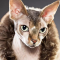 CharCharSphynx