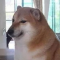 dogo