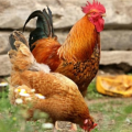 Chickenlover
