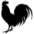 Rooster