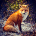 The Fox Raganarok