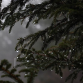 HeavyRain&SolitudeForest