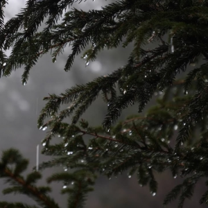 HeavyRain&SolitudeForest