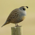Codicus