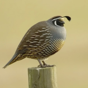 Codicus