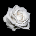 Dead rose